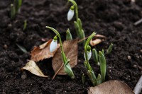 /album/tsvetya-flowers/novo-nachalo-new-beginning-jpg1/